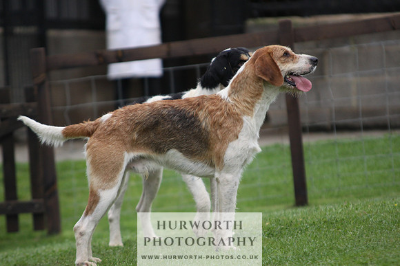 Sinnington Puppy Show 310