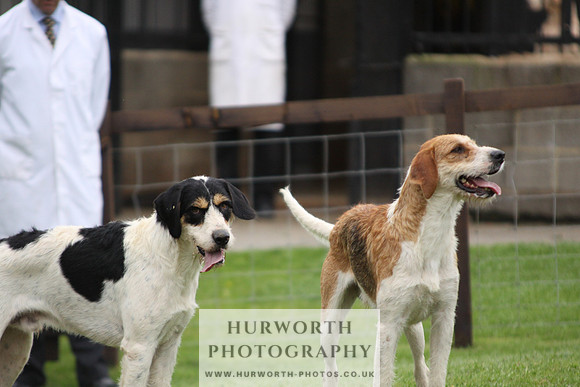 Sinnington Puppy Show 311