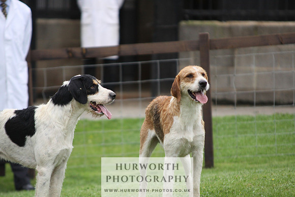 Sinnington Puppy Show 312