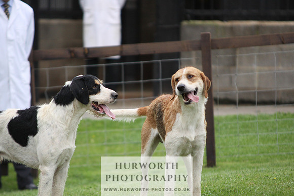 Sinnington Puppy Show 313