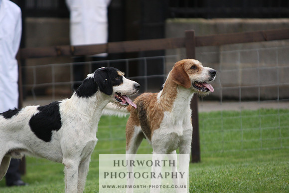 Sinnington Puppy Show 314
