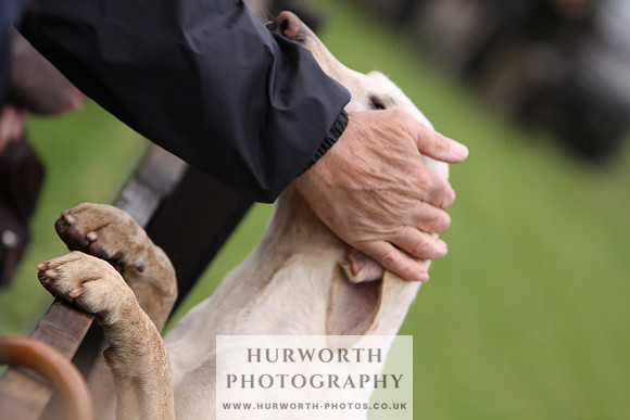 Sinnington Puppy Show 001
