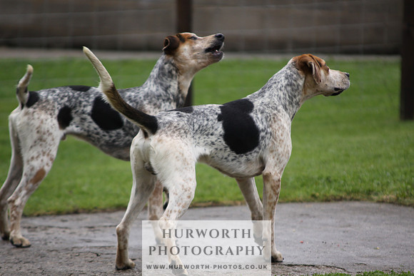 Sinnington Puppy Show 008