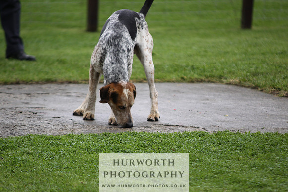 Sinnington Puppy Show 009