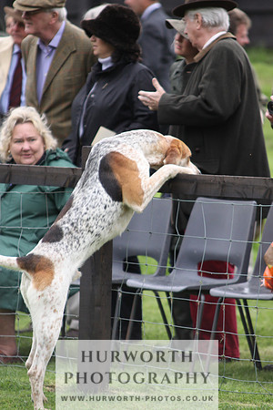 Sinnington Puppy Show 016
