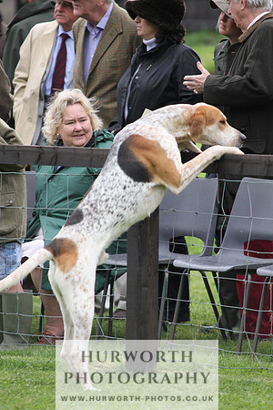 Sinnington Puppy Show 017