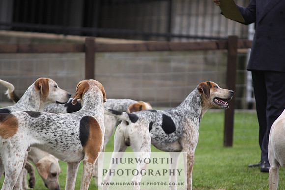 Sinnington Puppy Show 019
