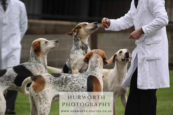 Sinnington Puppy Show 021