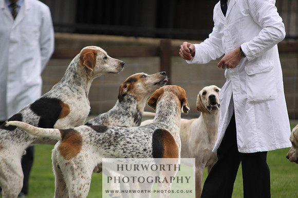 Sinnington Puppy Show 022