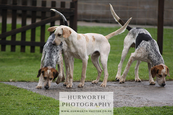 Sinnington Puppy Show 024