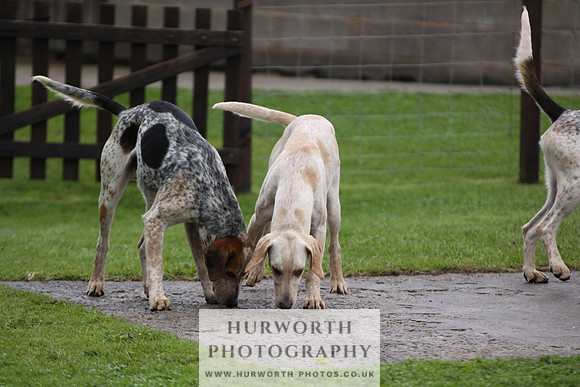 Sinnington Puppy Show 025