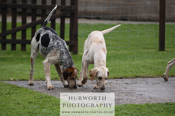 Sinnington Puppy Show 026
