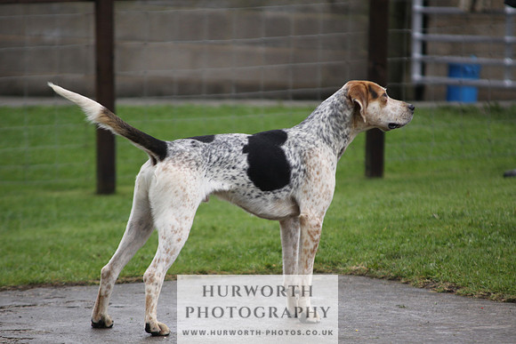 Sinnington Puppy Show 027