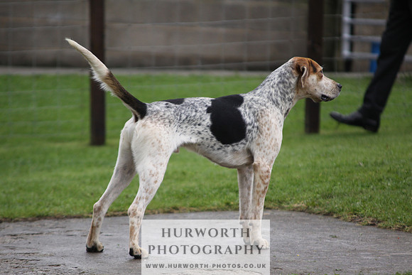 Sinnington Puppy Show 028