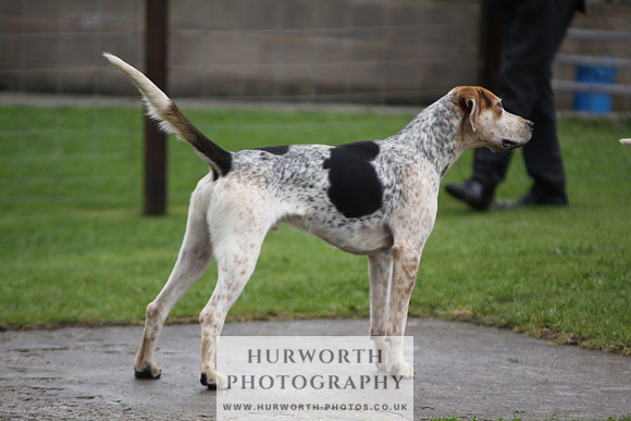 Sinnington Puppy Show 029