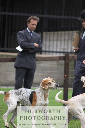 Sinnington Puppy Show 031