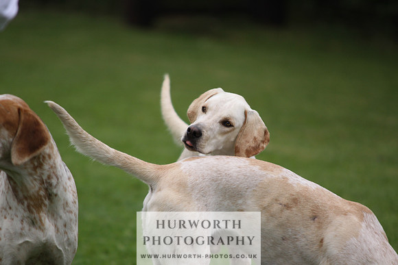 Sinnington Puppy Show 033