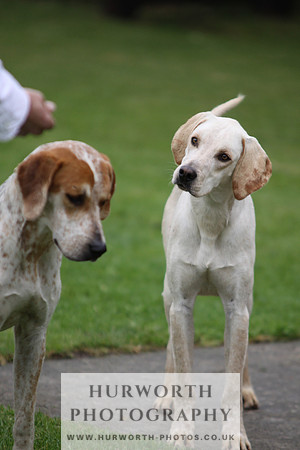 Sinnington Puppy Show 034