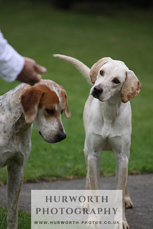 Sinnington Puppy Show 035