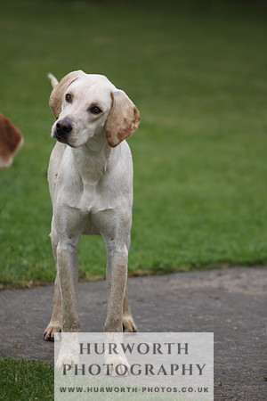 Sinnington Puppy Show 036