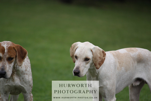 Sinnington Puppy Show 038