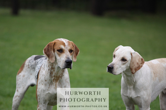 Sinnington Puppy Show 039