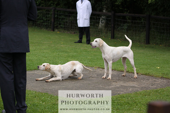 Sinnington Puppy Show 048