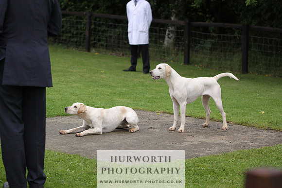 Sinnington Puppy Show 049
