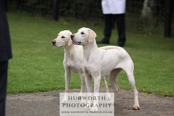 Sinnington Puppy Show 050