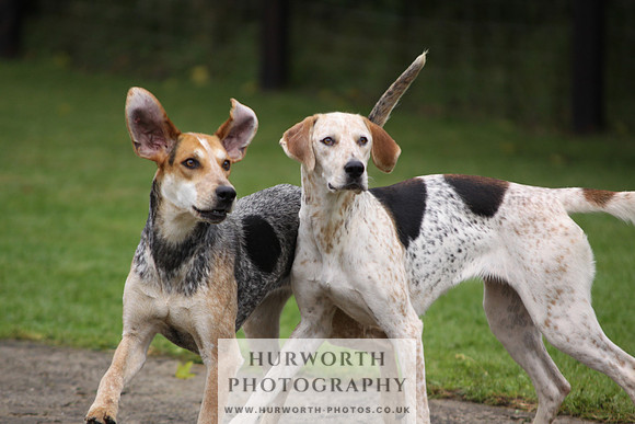 Sinnington Puppy Show 051