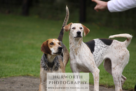 Sinnington Puppy Show 052