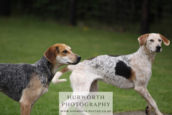 Sinnington Puppy Show 053