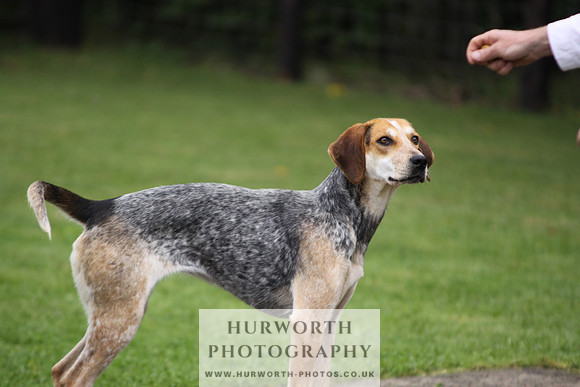 Sinnington Puppy Show 054