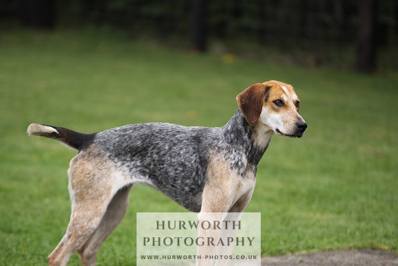 Sinnington Puppy Show 055