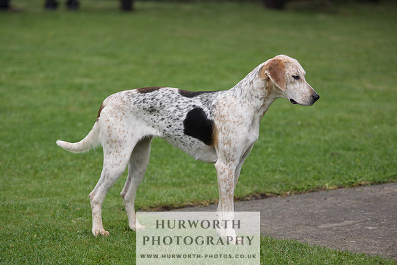Sinnington Puppy Show 056