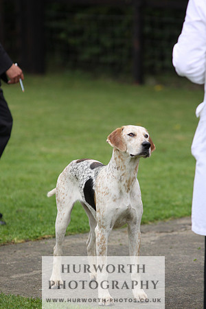 Sinnington Puppy Show 057