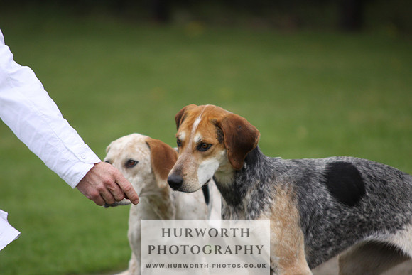Sinnington Puppy Show 058