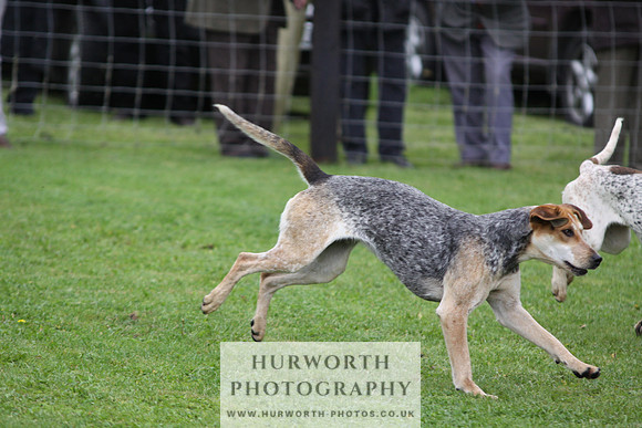 Sinnington Puppy Show 059