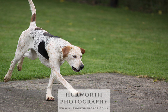 Sinnington Puppy Show 060