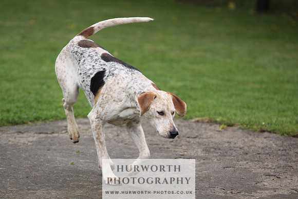 Sinnington Puppy Show 061