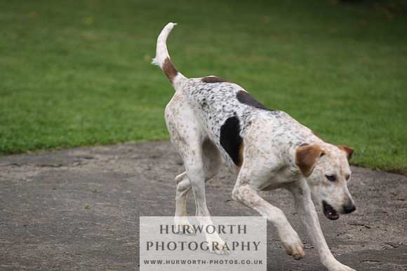 Sinnington Puppy Show 062