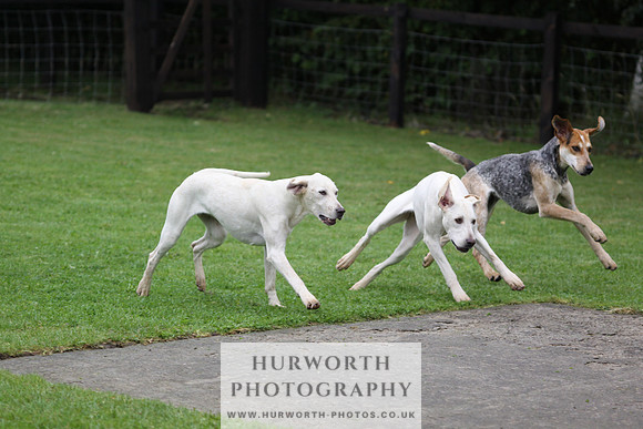 Sinnington Puppy Show 063