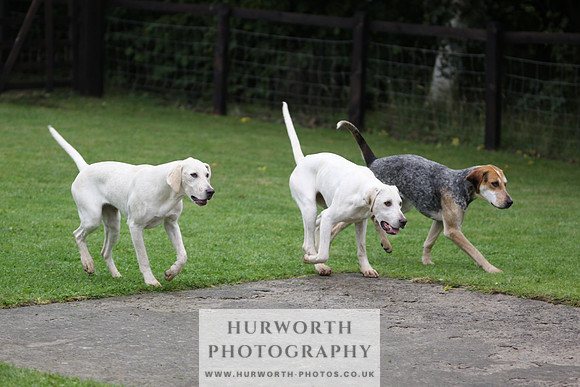 Sinnington Puppy Show 064