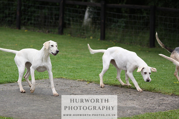 Sinnington Puppy Show 065