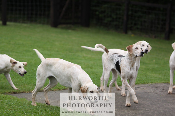 Sinnington Puppy Show 066