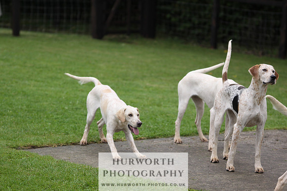 Sinnington Puppy Show 067