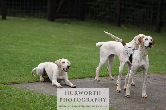 Sinnington Puppy Show 068