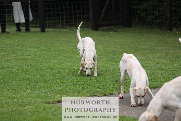 Sinnington Puppy Show 070