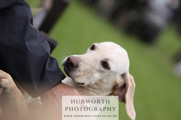 Sinnington Puppy Show 072