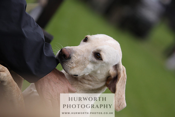 Sinnington Puppy Show 073